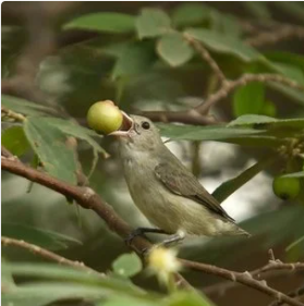 Fiippy the flowerpecker